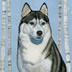 The Husky larger